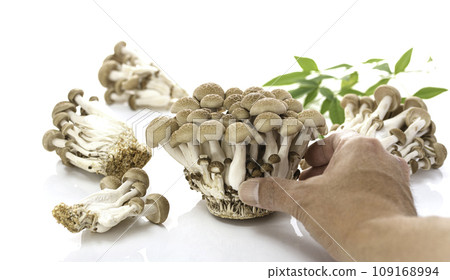 Shimeji mushrooms white background 109168994