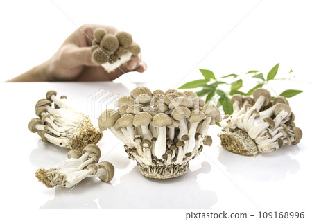 Shimeji mushrooms white background 109168996