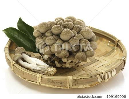 Shimeji mushrooms placed in a colander (white background) Shimeji mushrooms placed in a colander (white background) 109169006