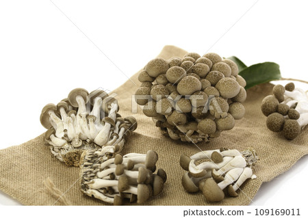 Shimeji mushrooms white background 109169011