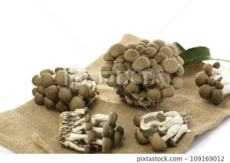 Shimeji mushrooms white background 109169012