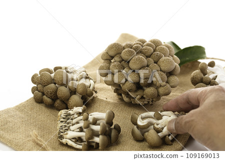 Shimeji mushrooms white background 109169013