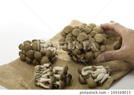 Shimeji mushrooms and shimeji mushrooms (white background) Shimeji mushrooms and shimeji mushrooms (white background) 109169015