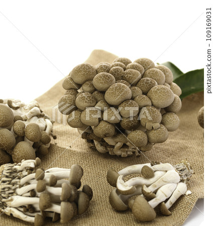 姬菇菇白色背景 姬菇菇白色背景 109169031