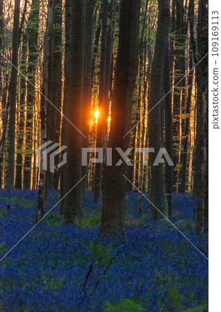 Sunrise illuminating bluebells Sunrise illuminating bluebells 109169113