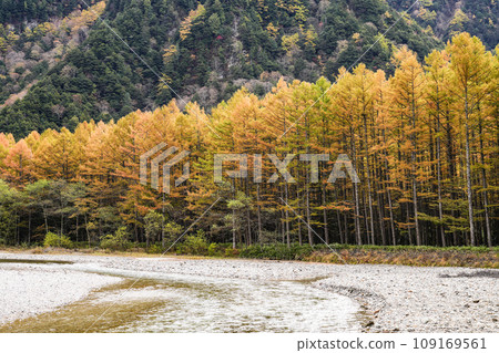 Kamikochi in autumn, Azusa River and larch forest with yellow leaves 109169561