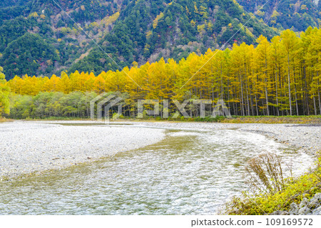 秋天的上高地、梓河和黃葉的落葉松林 秋天的上高地、梓河和黃葉的落葉松林 109169572