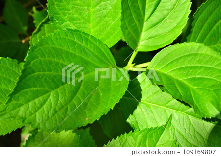 Early summer, leaves of hydrangea that have grown large Early summer, leaves of hydrangea that have grown large 109169807