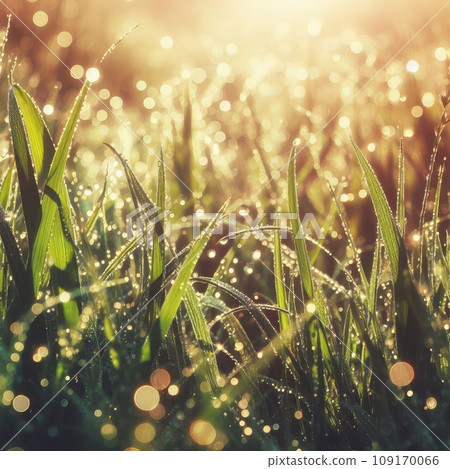 morning dew drops glistening in the sunshine of the grass morning dew drops glistening in the sunshine of the grass 109170066