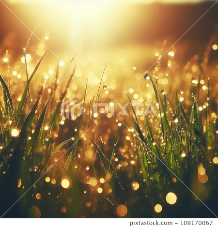 morning dew drops glistening in the sunshine of the grass morning dew drops glistening in the sunshine of the grass 109170067