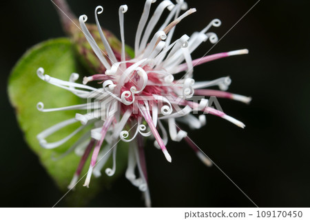 Koyabouki flowers that look like many white blowbacks (natural light, macro lens close-up) 109170450