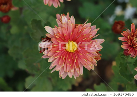 Chrysanthemum flowers with red and yellow border petals blooming in the autumn garden 109170490