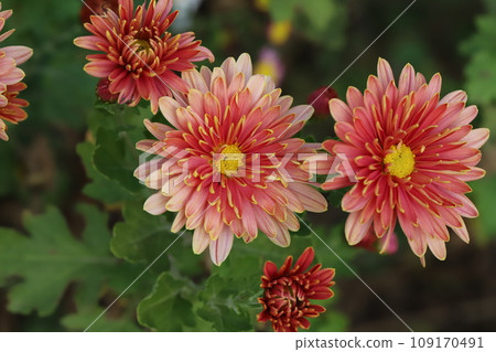 秋天花園裡盛開的紅色和黃色邊框花瓣的菊花 109170491