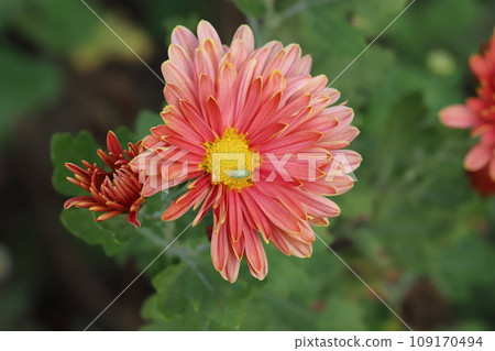 秋天花園裡盛開的紅色和黃色邊框花瓣的菊花 109170494