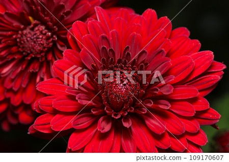 熱情的深紅色乒乓菊花（自然光特寫+頻閃微距鏡頭） 109170607