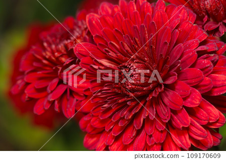 Passionate deep red ping pong mum flowers (close-up natural light & strobe macro lens) Passionate deep red ping pong mum flowers (close-up natural light & strobe macro lens) 109170609
