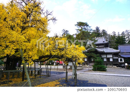 岡山縣久門院町指定天然紀念物：炭上寺大銀杏樹 109170693