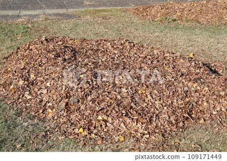 Scenery of fallen leaves 109171449