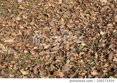 Scenery of fallen leaves 109171454