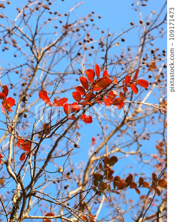 Red leaves of crape myrtles bathed in the sun (autumn sky and crape myrtle with many fruits) Red leaves of crape myrtles bathed in the sun (autumn sky and crape myrtle with many fruits) 109171473