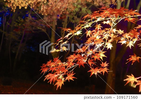 夜晚的秋葉 夜晚的秋葉 109171560