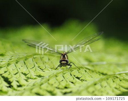 Kurosanae Kurosanae 109171725