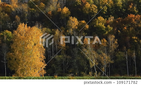 北海道美瑛町的秋葉 109171782