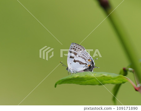 Mizuiro Onigajima 109171890