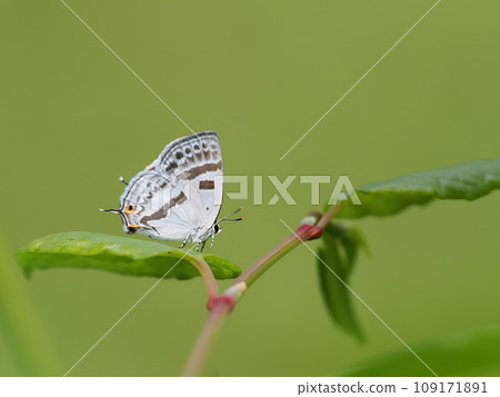 Mizuiro Onigajima 109171891