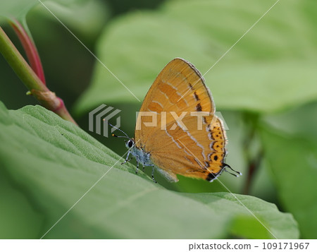 Akashijimi Akashijimi 109171967