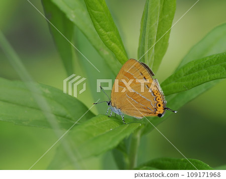 Akashijimi 109171968