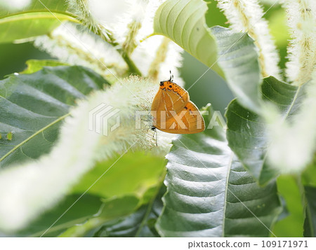 Akashijimi 109171971