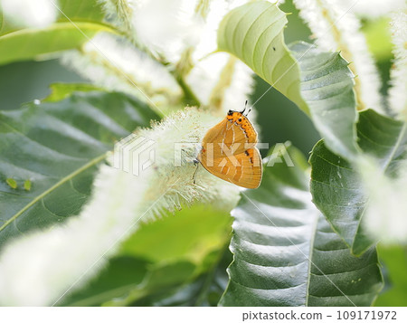 Akashijimi 109171972