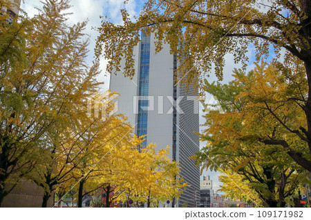 長崎市民中心和長崎市政府旁的銀杏樹 長崎市民中心和長崎市政府旁的銀杏樹 109171982