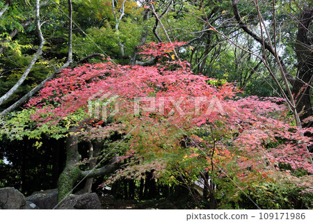 長崎公園的楓葉,長崎 05 長崎公園的楓葉,長崎 05 109171986