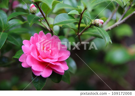 長崎的山茶花特寫 109172008