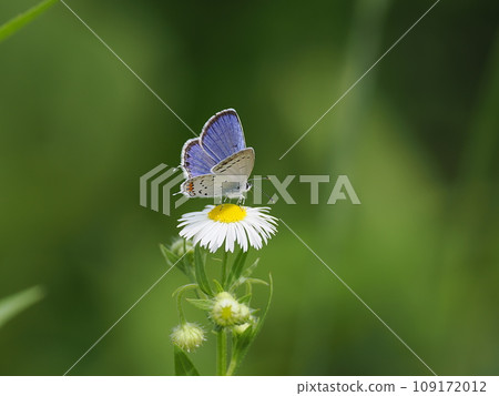 短尾藍色 短尾藍色 109172012