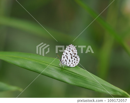 鵝清水 鵝清水 109172057