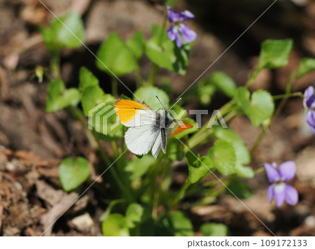 Spider thumpback 109172133