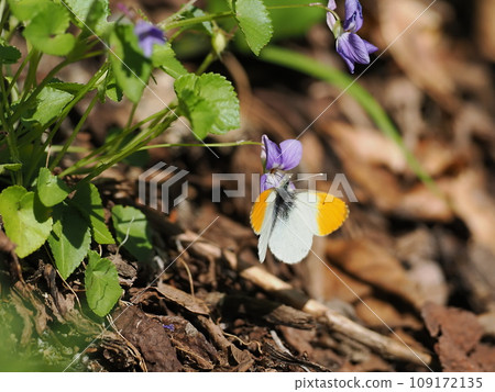 Spider thumpback Spider thumpback 109172135