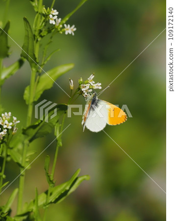 Spider thumpback 109172140