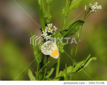 Spider thumpback 109172146