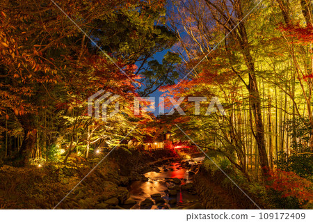 (Shizuoka Prefecture) Shuzenji Onsen/Katsura River autumn leaves illumination 109172409