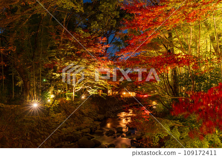 (Shizuoka Prefecture) Shuzenji Onsen/Katsura River autumn leaves illumination 109172411