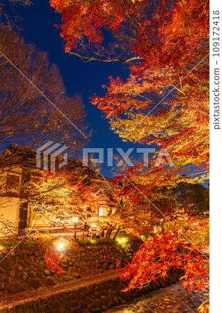(Shizuoka Prefecture) Shuzenji Onsen/Katsura River autumn leaves illumination 109172418