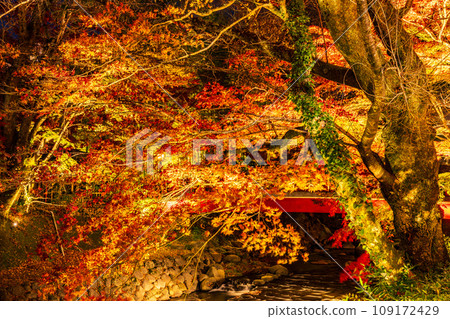 （靜岡縣）修善寺溫泉/桂川紅葉彩燈 109172429