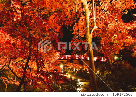 Yahiko's autumn leaves 2023 light up Yahiko's autumn leaves 2023 light up 109172505