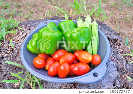 Summer vegetable image Summer vegetable image 109172727