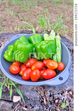Summer vegetable image 109172728