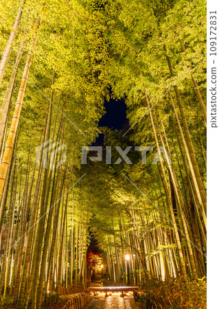 (Shizuoka Prefecture) Shuzenji Onsen Bamboo Forest Path/Illumination 109172831
